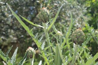 Apartments with a parking space Hvar - 4004 - 2