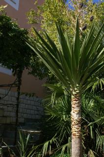 Apartments by the sea Rastici, Ciovo - 4293 - Trogir - 3