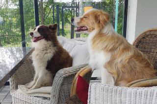 Agroturystyka Wiąz - Wypoczynek blisko z przyrodą i zwierzetami - 6