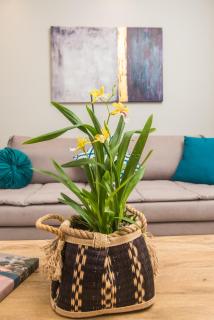 Miltonia Apartment - Kastanéa - 9