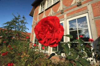 Flair Seehotel Zielow - Ludorf - 7
