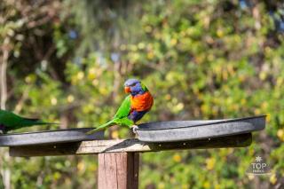 Lorikeet Holiday Park - Arrawarra - 0