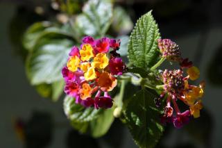 Apartments and rooms by the sea Jelsa, Hvar - 4602 - 4