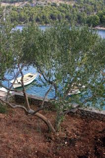 Apartments by the sea Bobovisca na Moru, Brac - 5682 - Ložišće - 5