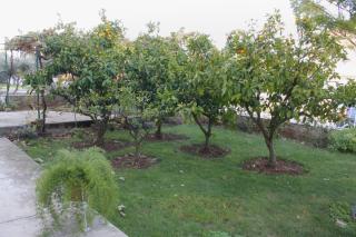 Apartments with parking space Biograd na Moru - 5833 - 5