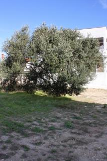 Apartments by the sea Bibinje, Zadar - 5916 - 2