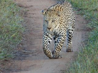Jacana River Lodge Mjejane Game Reserve - 5