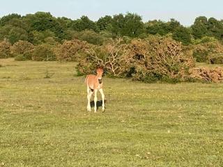 Holmans NEW FOREST - Burley - 3