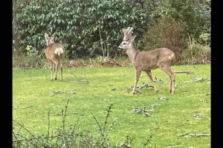 Holmans NEW FOREST - Burley - 4