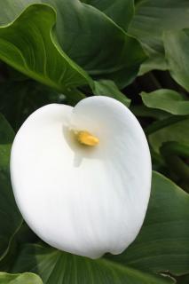 Apartments with a parking space Makarska - 6087 - 3