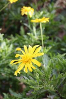 Apartments with a parking space Makarska - 6087 - 2