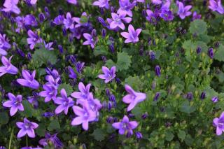 Apartments with a parking space Pjescana Uvala, Pula - 7612 - 2