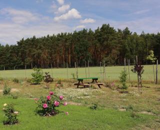 Zielona Przystań - Boruja - 5
