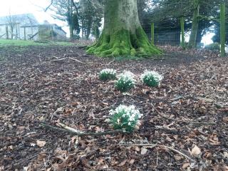 Bluebell Cottage - 1