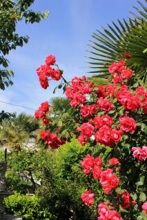 Apartments with a parking space Lovran, Opatija - 7738 - 2