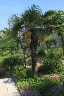 Apartments with a parking space Krbune, Central Istria - Sredisnja Istra - 7670 - Krbune - 4