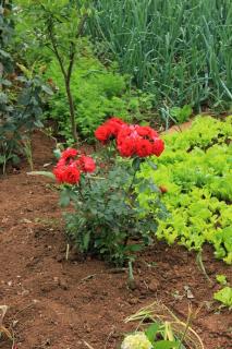 Apartments with a parking space Lovran, Opatija - 7802 - 2