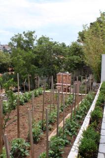 Apartments by the sea Mali Losinj (Losinj) - 7974 - Mali Lošinj - 3
