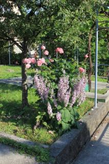 Apartments with a parking space Lovran, Opatija - 7807 - 2