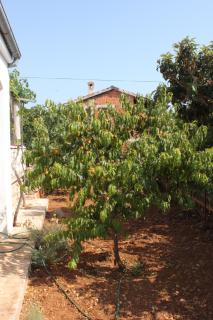 Apartments by the sea Zdrelac - Pasman - 8046 - 2