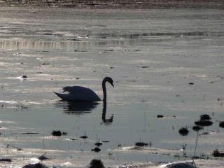 Reetdachhaus am Bodden Middelhagen - 8