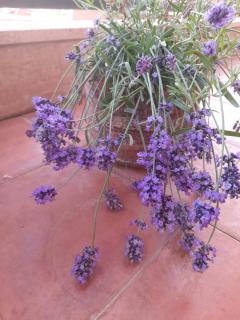 Sea view Penthouse with beautiful Terrace - Casa Verdi Jayanti - 8