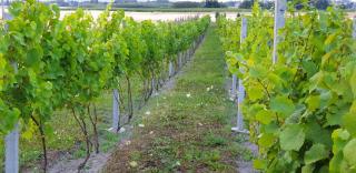 Domek przy winnicy - - 6