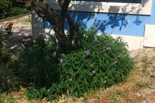 Apartments by the sea Viganj, Peljesac - 10189 - Kućište - 2