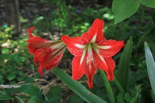 Apartments with parking space Orebic, Peljesac - 10096 - 3
