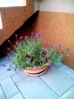 Apartment Starigrad 11683b - Starigrad-Paklenica - 4