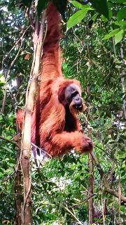On The Rocks Bungalows, Restaurant and Jungle Trekking Tours - Bukit Lawang - 0