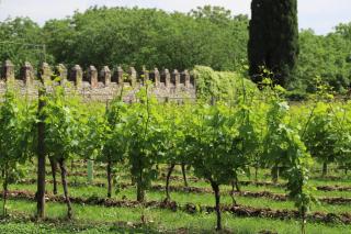 Volpe Pasini - Wine and Rooms - Togliano - 4