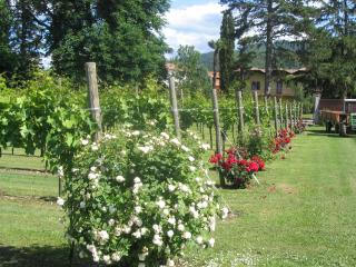 Volpe Pasini - Wine and Rooms - Togliano - 1