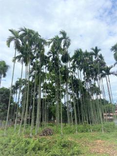 Bhuman Homestay - 2
