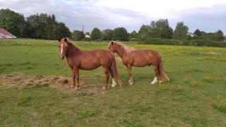 Insolite! Plusieurs Gîtes dans Ferme Equestre - Rehaincourt - 7