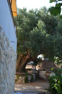 Apartments with a parking space Lun, Pag - 13022 - 4