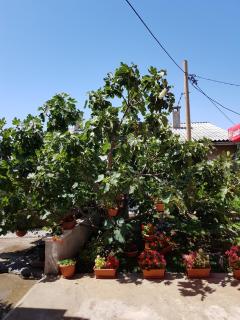 Apartments with a parking space Senj - 14578 - Senj - 3