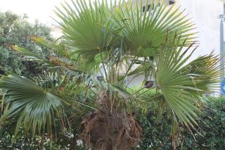 Apartments by the sea Mandre, Pag - 14918 - 4