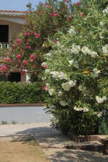 Apartments with parking space Povljana, Pag - 227 - 1