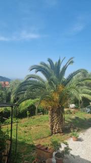La Merla del Tasso - Camaiore - 3