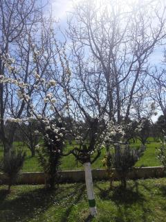 Apartments with a parking space Novigrad - 15227 - 3