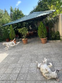 Cozy space in Tbilisi - 7