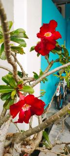 Hanaa Homestay Meru Ipoh - Ipoh - 6