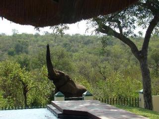 Muweti Bush Lodge - 0