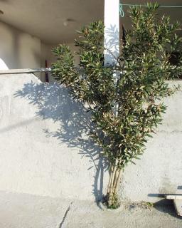 Apartment Metajna 525d - Zubovići - 5