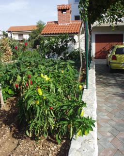 Apartments for families with children Grebastica, Sibenik - 477 - Bašelovići - 3