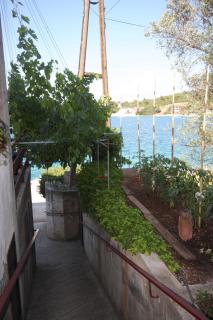 Apartments and rooms by the sea Luka, Dugi otok - 441 - Luka - 4