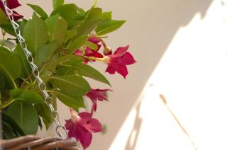 Casa Tortilla Sant Antoni - 4