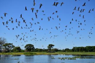 Pantanal - Pousada Sia Mariana - Barao de Melgaco - 4