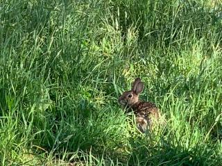 Serene 6BR country home on 325 acres ATV for rent - 1